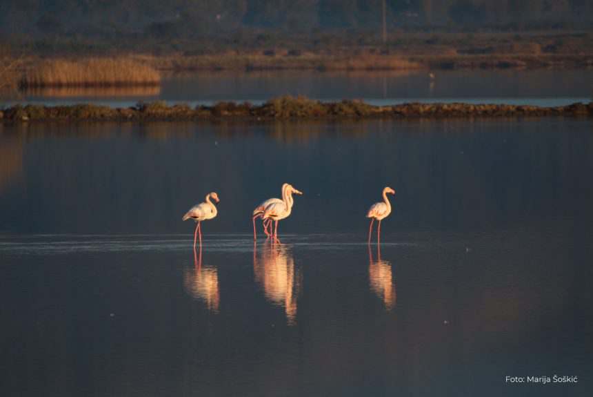Flamingos-Phoenicopterus-roseus-Marija-Soskic-3-1-860x575