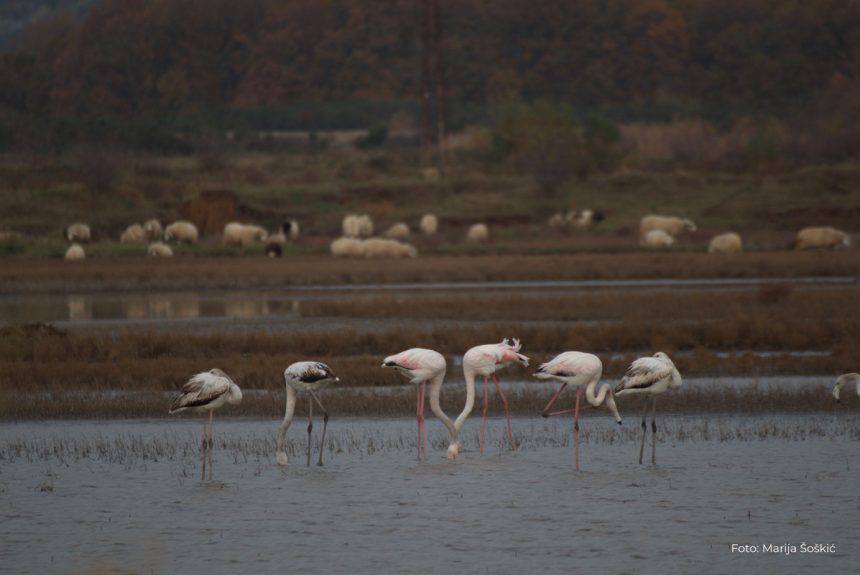 Flamingos-Phoenicopterus-roseus-Marija-Soskic-4-1-860x575