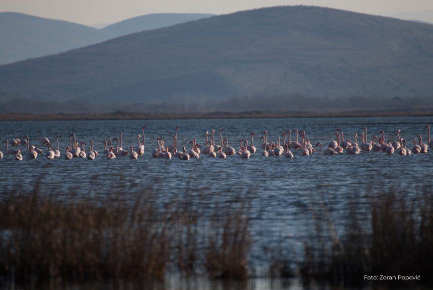 Flamingos-Phoenicopterus-roseus-Zoran-Popovic-1-860x575