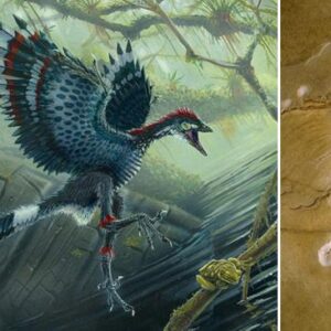 Da li su ptice potomci dinosaurusa?