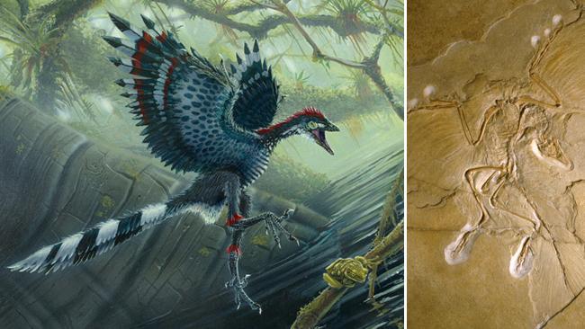 Are birds descendants of dinosaurs?